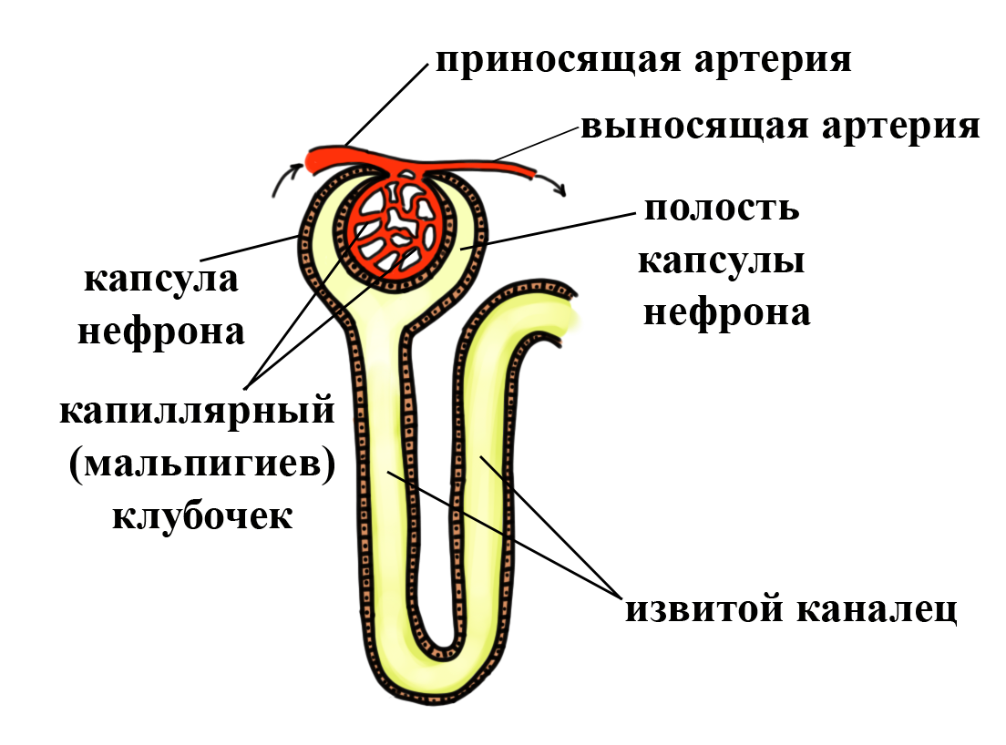 капсула нефрона, капиллярный клубочек, строение нефрона капсула нефрона, капиллярный клубочек, строение нефрона