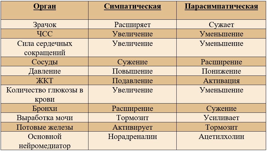 сравнение симпатического и парасимпатического отдела вегетативной нервной системы. сравнение симпатического и парасимпатического отдела вегетативной нервной системы.