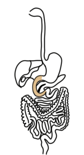 двенадцатиперстная кишка двенадцатиперстная кишка