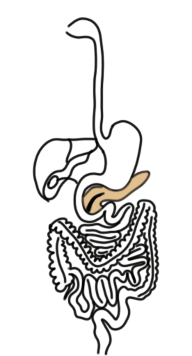 поджелудочная поджелудочная