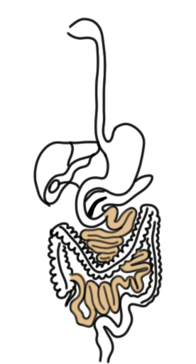 тонкий кишечник тонкий кишечник