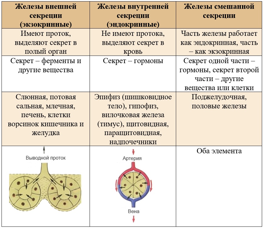 сравнение желез внутренней, внешней и смешанной секреции сравнение желез внутренней, внешней и смешанной секреции