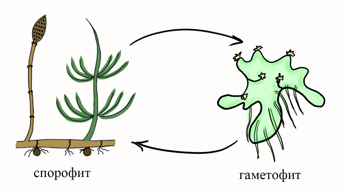 спорофит и гаметофит хвоща спорофит и гаметофит хвоща