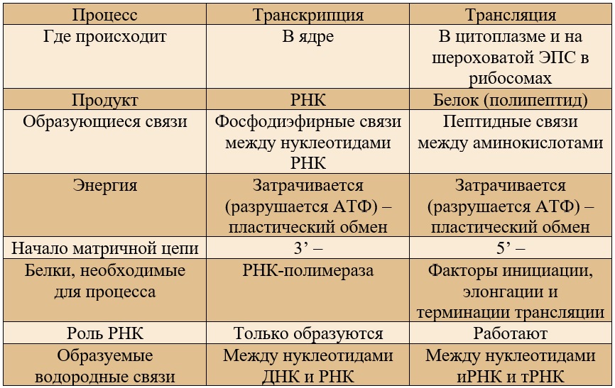 сравнение транскрипции и трансляции (таблица). сравнение транскрипции и трансляции (таблица).