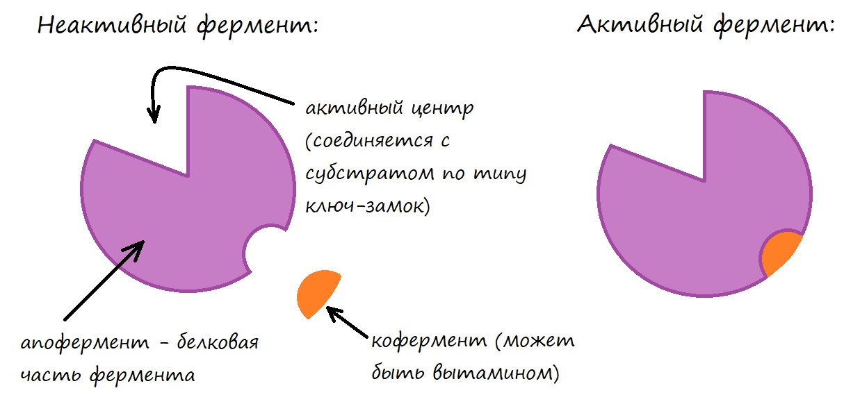 Активация фермента при участии кофермента, в состав которого входит молекула витамина Активация фермента при участии кофермента, в состав которого входит молекула витамина