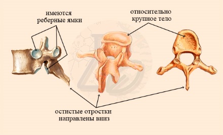 Строение позвонка грудного отдела Особенности строения грудных позвонков