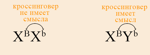 Когда кроссинговер имеет значение, а когда нет. Кроссинговер между генами Х и Y-хромосомы