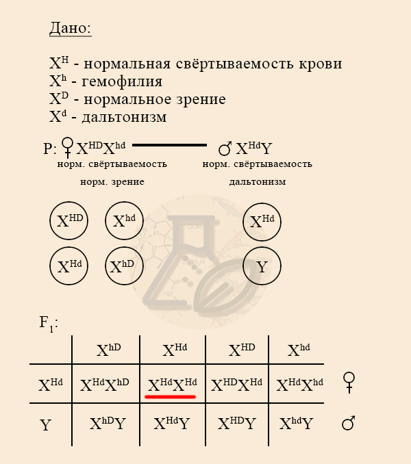 Задача на кроссинговер между Х-хромосомами Решение задачи на кроссинговер между генами гемофилии и дальтонизма