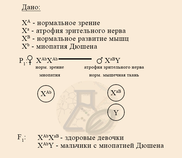 Задача на наследование миопатии Дюшена и атрофии зрительного нерва Решение задачи, расщепление в первом поколении