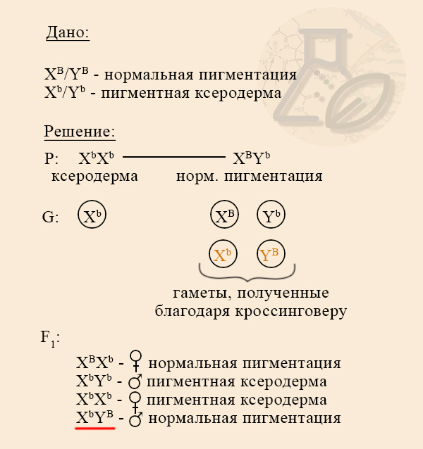 Влияние кроссинговера на увеличение разнообразия потомков Задача на определение закономерностей наследования псевдоаутосомных признаков