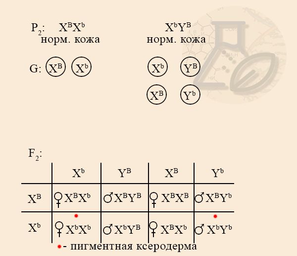 Второе поколение с пигментной ксеродермой Расщепление по признаку наличия ксеродермы во втором поколении
