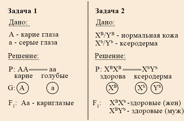 Сходство псевдоаутосомного наследования с независимым Простая задача на псевдоаутосомное наследование