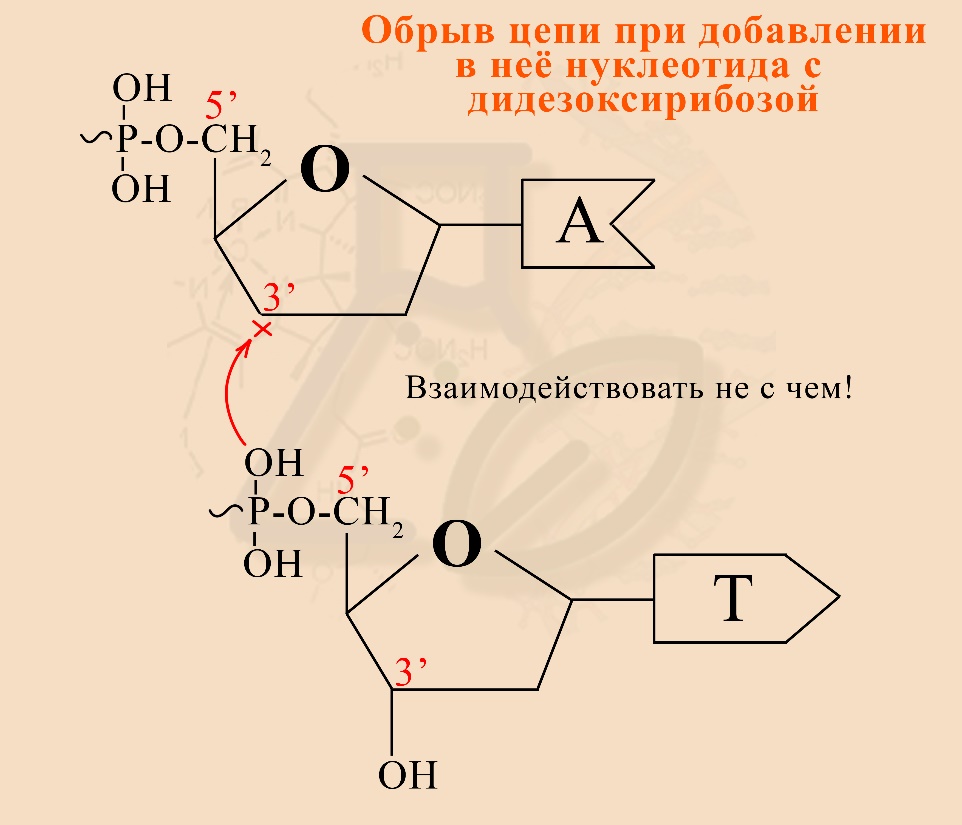 рис. Использование дидезоксирибонуклеотидов для обрыва цепи растущей ДНК Невозможность присоединения следующего нуклеотида к дидезоксирибонуклеотиду