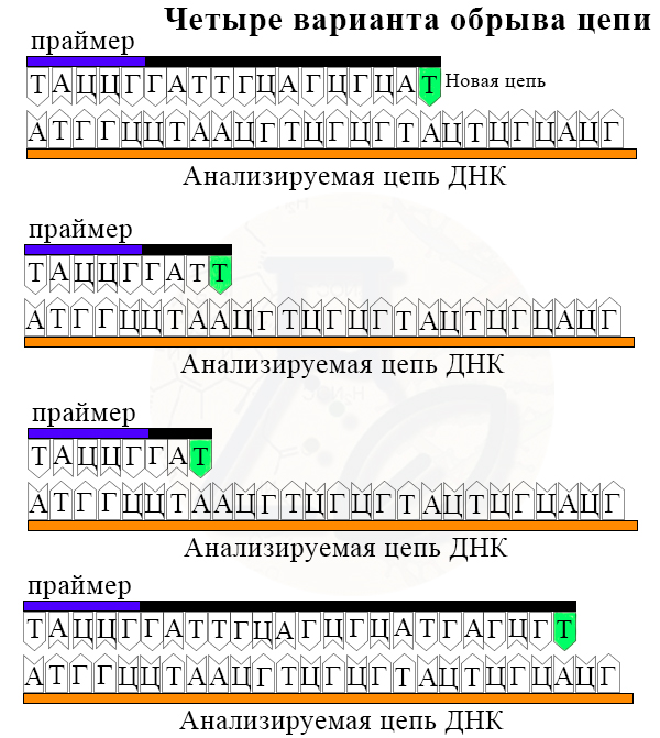 рис. Возможные варианты обрыва цепи, оканчивающейся на ддТ Образование нескольких разных отрезков ДНК, содержащих на конце одинаковый дидезоксирибонуклеотид
