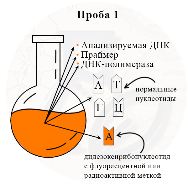 рис. Подготовка к секвенированию Колба 1 содержит меченый дидезоксирибонуклеотид одного вида