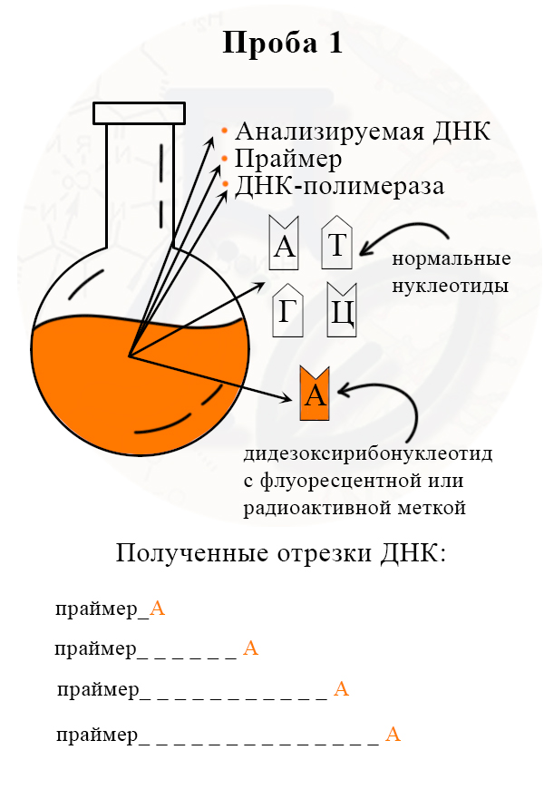 рис. Секвенирование в первой колбе Получение разных отрезков цепей, заканчивающихся на ддА