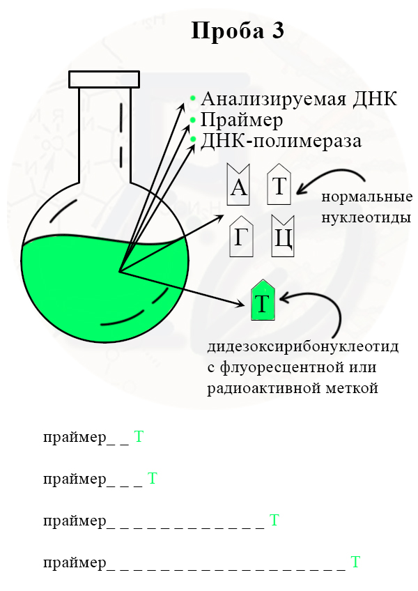 рис. Секвенирование в третьей колбе Получение разных отрезков цепей, заканчивающихся на ддТ