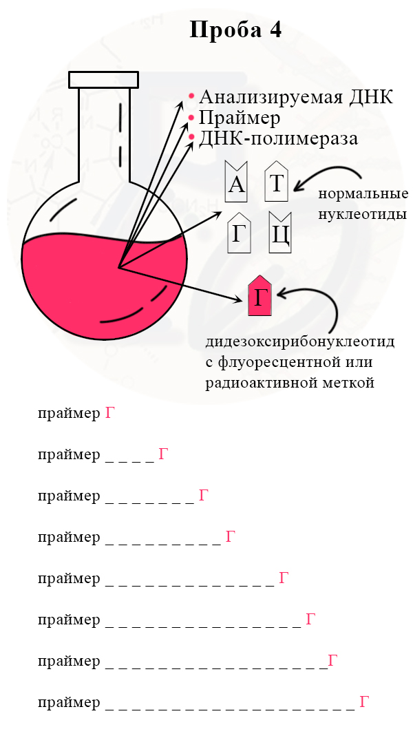 рис. Секвенирование в четвёртой колбе Получение разных отрезков цепей, заканчивающихся на ддГ