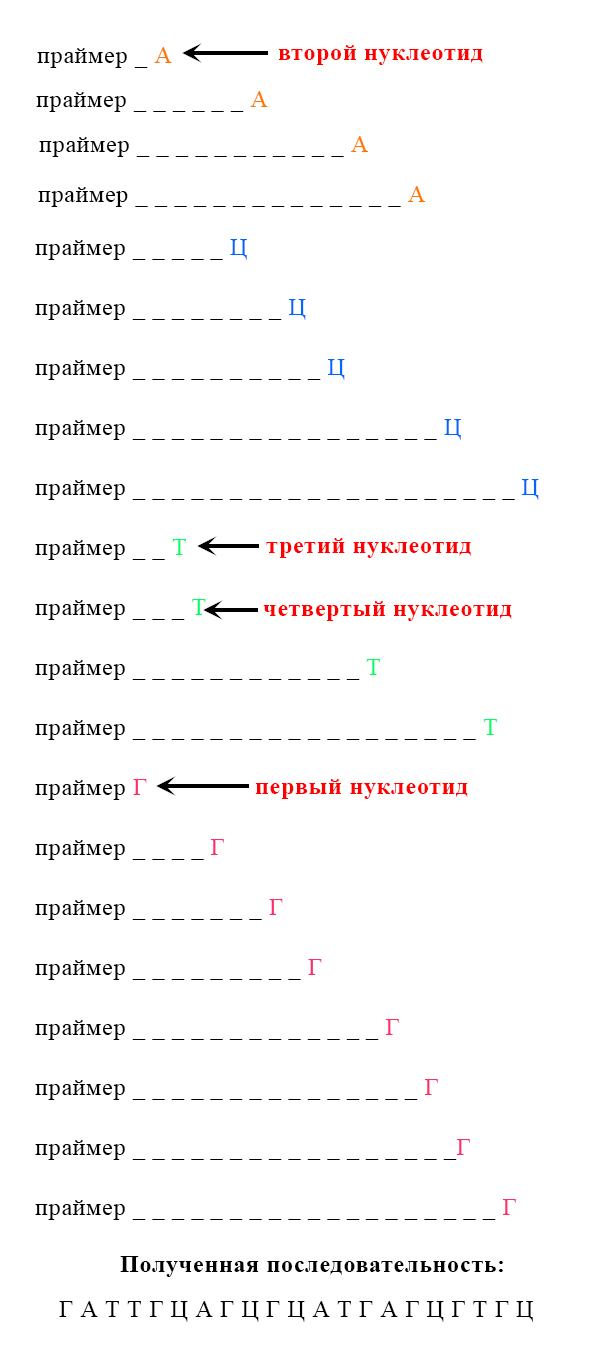 рис. Общая смесь отрезков полинуклеотидов Очень упрощенный результат секвенирования