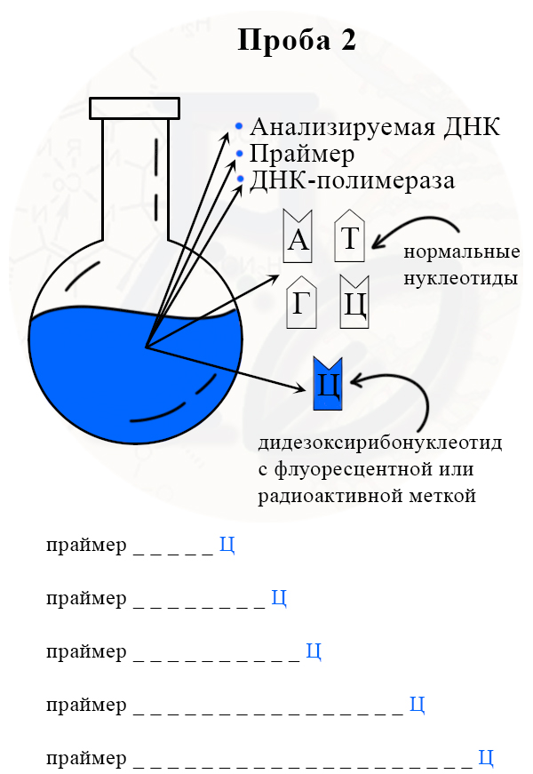рис. Секвенирование во второй колбе Получение разных отрезков цепей, заканчивающихся на ддЦ