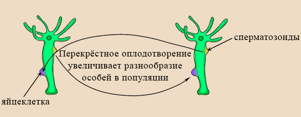 Перекрестное оплодотворение гидры Увеличение биоразнообразия гермафродитных организмов