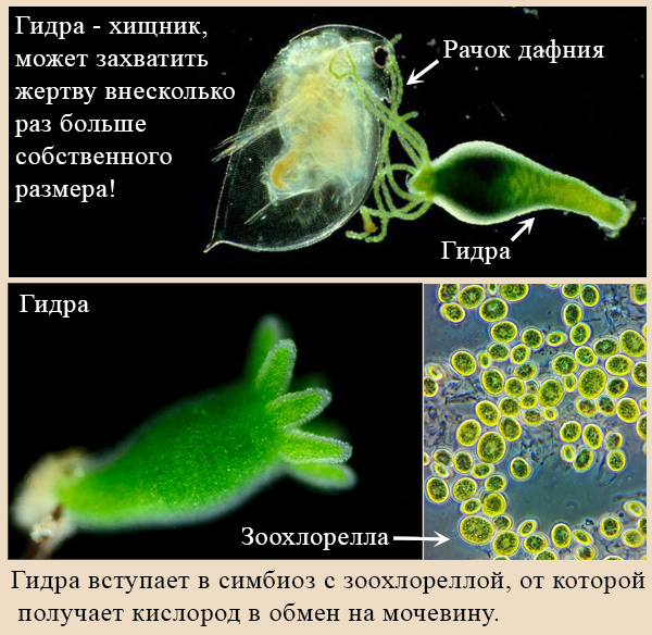 Взаимоотношения гидры с другими организмами Симбиоз гидры с зоохлореллой, хищничество гидры