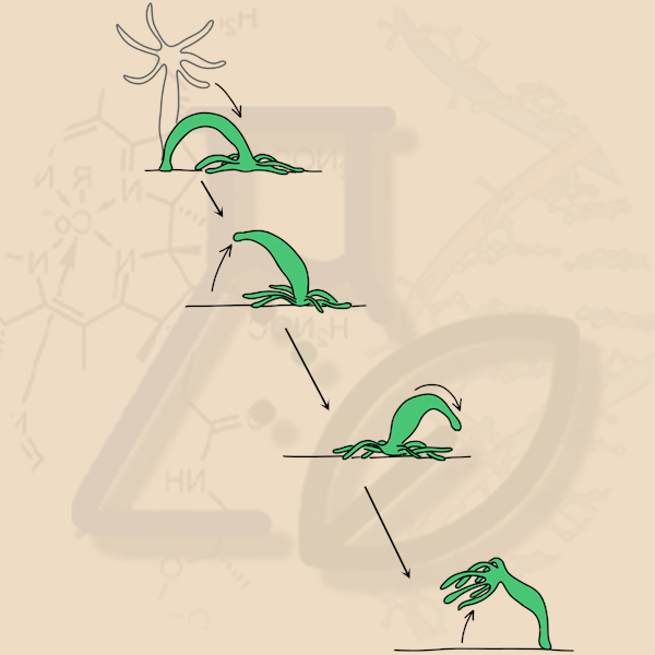 Передвижение гидры Кувыркание гидры
