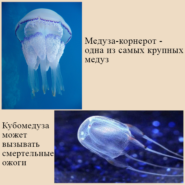 Примеры медуз на ЕГЭ Медузы