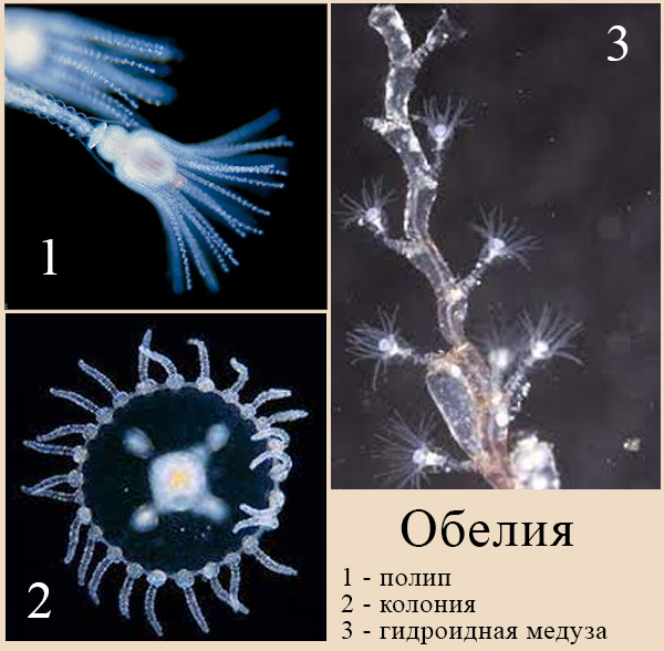 Обелия имеет смену поколений Морской гидроидный полип обелия