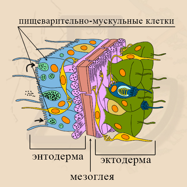 Пищеварительно-мускульные клетки Пищеварительно-мускульные клетки энтодермы