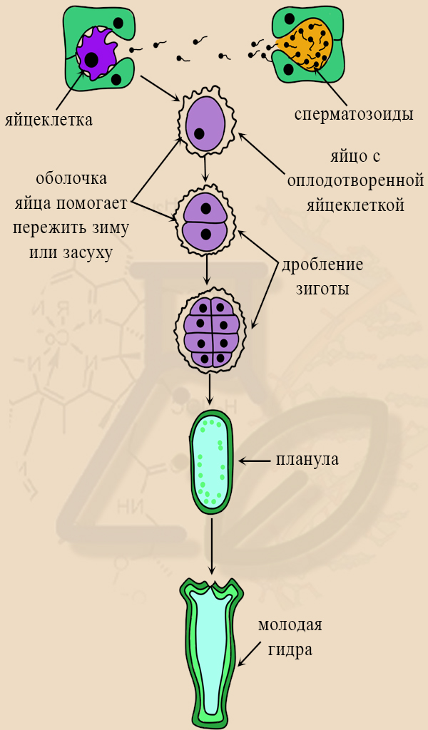 Половое размножение гидры Половое размножение гидры пресноводной