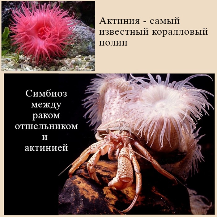 Актиния в симбиозе с раком-отшельником Отношения актинии и рака-отшельника ЕГЭ