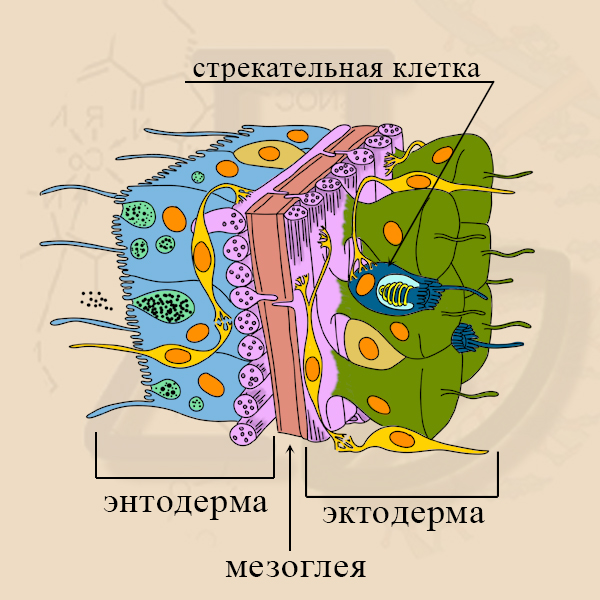 Стрекательная клетка Стрекательная клетка гидры