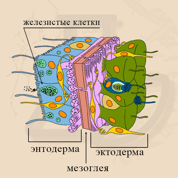 Железистые клетки Железистые клетки гидры