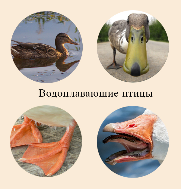 Адаптации водоплавающих птиц Приспособления гусеобразных