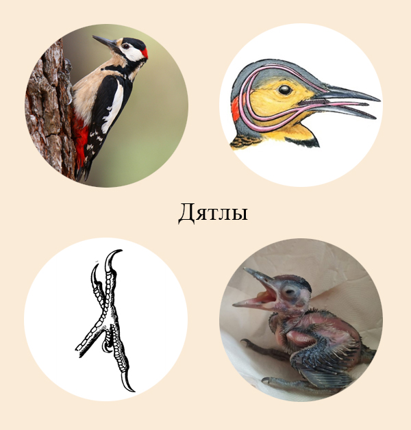 Адаптации дятла Приспособления птиц