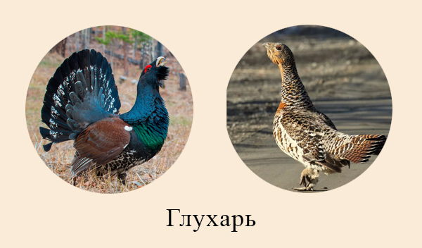Глухарь – птица леса Экологические группы птиц