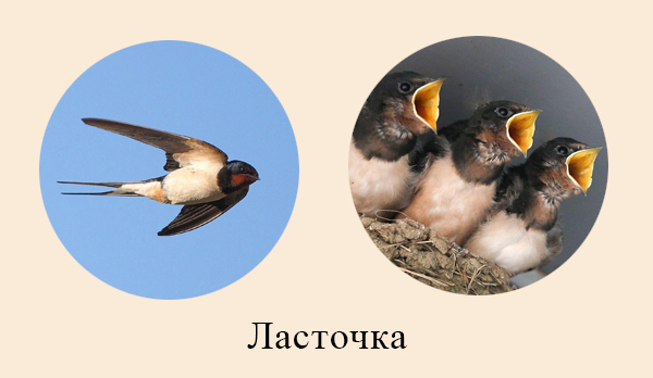 Насекомоядные птицы Ласточка охотится на лету