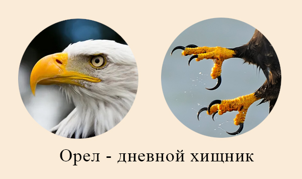 Дневные хищные птицы Приспособления хищных птиц