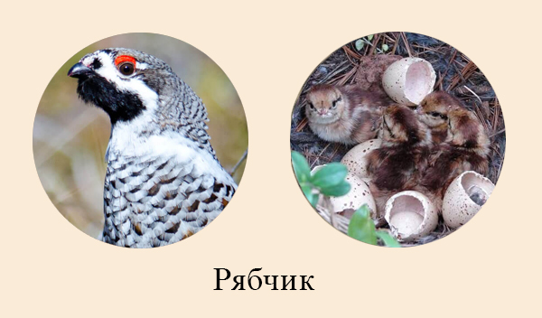 Рябчик – лесная птица Птицы леса