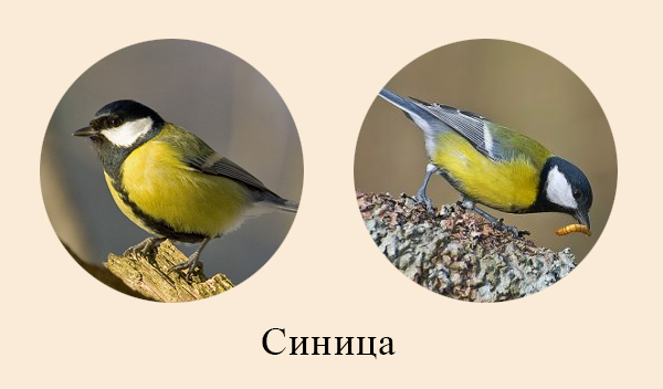 Синица – птица леса Синица меняет рацион в течение года