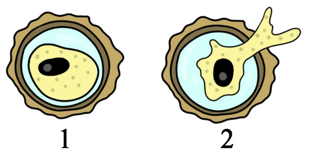 Циста амебы Амеба переживает неблагоприятные условия среды в защитной оболочке - цисте
