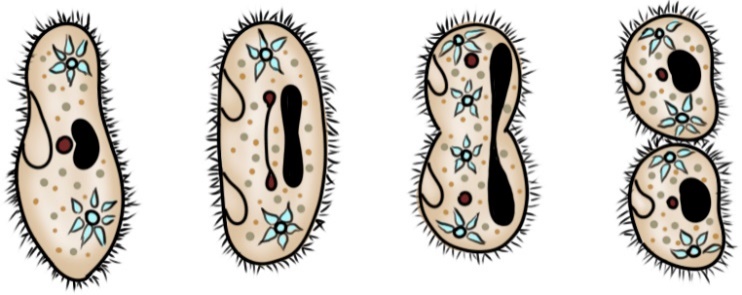 Поперечное деление инфузории – бесполый процесс Бесполое размножение инфузории