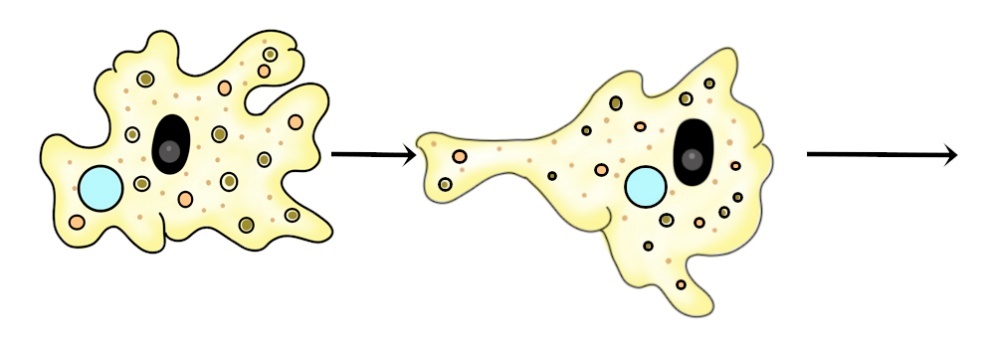 Движение амёбы с помощью изменения формы ложноножек Движение ложноножками