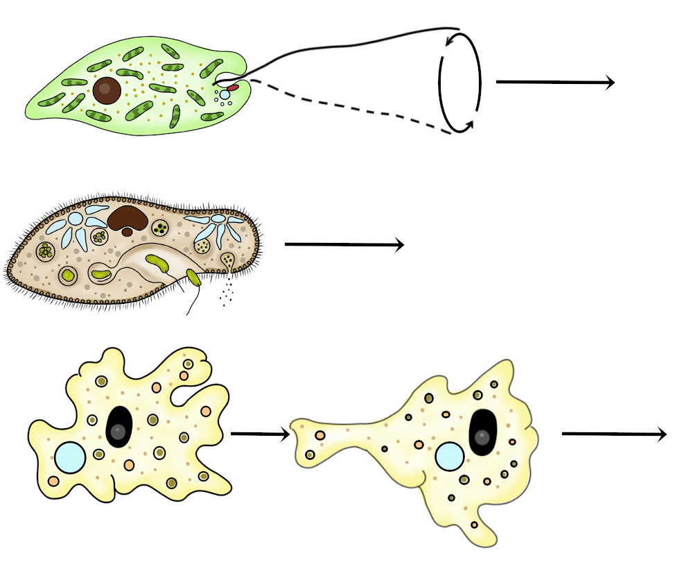 Движение простейших Передвижение с помощью жгутиков, ресничек, ложноножек