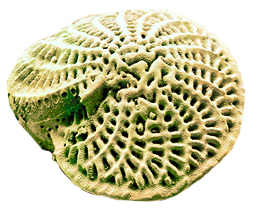 Раковина фораминифер Фораминиферы