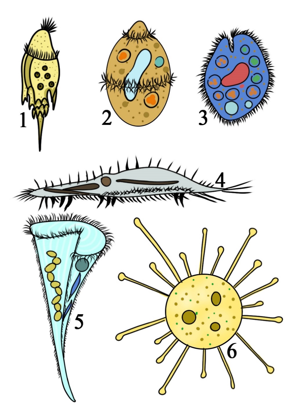 Разнообразие инфузорий Представители ресничных