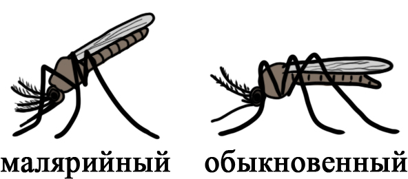 Сравнение малярийного и обыкновенного комаров Малярийный комар