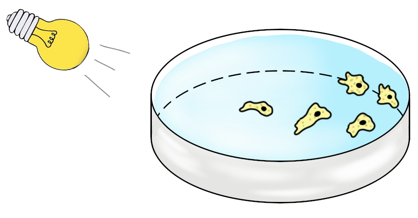 Движение амеб от света – пример отрицательного фототаксиса Отрицательный фототаксис