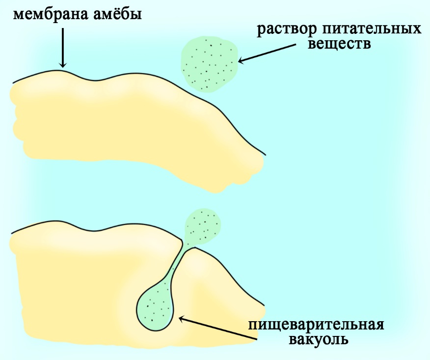 Процесс пиноцитоза Пиноцитоз у простейших